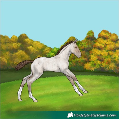 Horse Color:Classic Champagne Roan Dun Appaloosa Brindle 