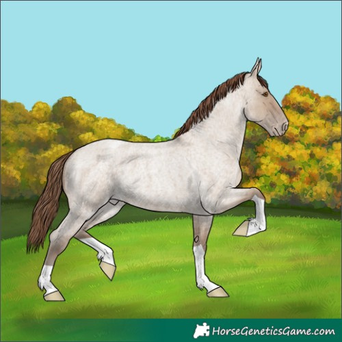 Horse Color:Classic Champagne Roan Dun Appaloosa Brindle 