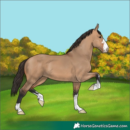 Horse Color:Unknown 