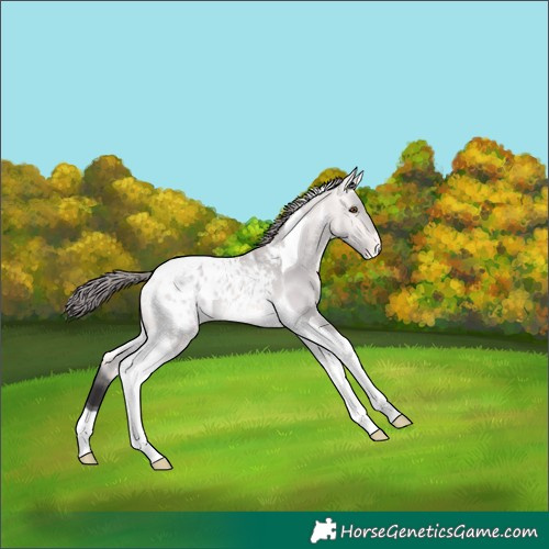 Horse Color:Platinum Buckskin Dun Tobiano Appaloosa