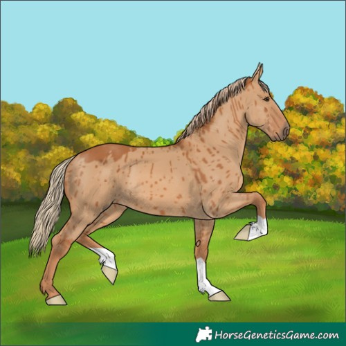 Horse Color:Red Dun Brindle