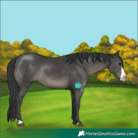 Horse Color:Black Frame Rabicano 