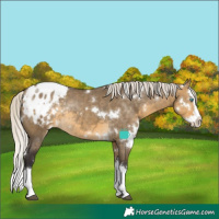Horse Color:White Spotted Silver Buckskin Dun Splash Blanket Rabicano