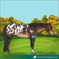 Horse Color:Bay Tobiano Blanket 