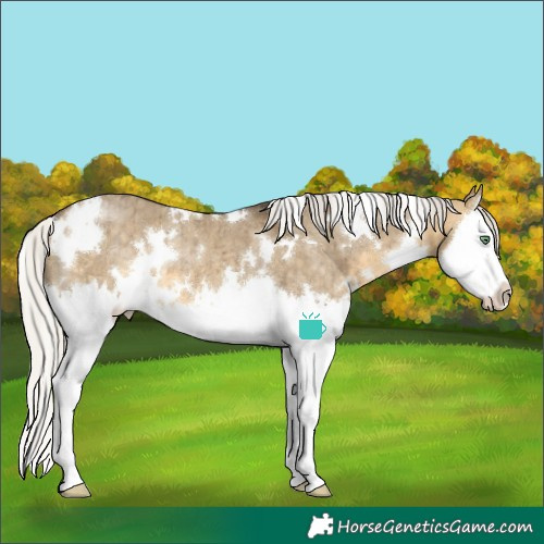 Horse Color:White Spotted Silver Buckskin Dun Splash Appaloosa Rabicano Brindle 