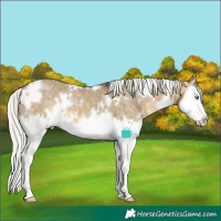 Horse Color:White Spotted Silver Buckskin Dun Splash Appaloosa Rabicano Brindle