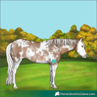 Horse Color:White Spotted Silver Brown Dun Splash Appaloosa Rabicano 