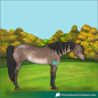 Horse Color:Brown Dun 