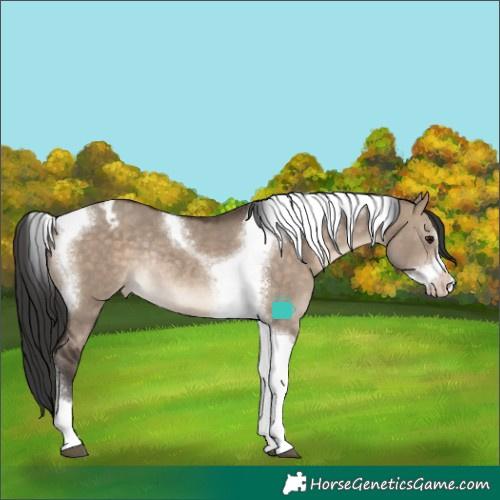 Horse Color:Brown Dun Tobiano Frame Appaloosa Rabicano 
