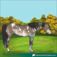 Horse Color:White Spotted Brown Dun Sabino Appaloosa Rabicano 