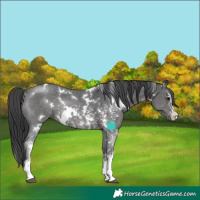 Horse Color:White Spotted Black Sabino Rabicano