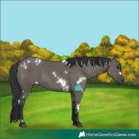 Horse Color:White Spotted Grullo Rabicano 
