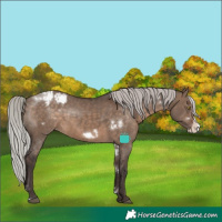 Horse Color:White Spotted Silver Brown Dun Frame Appaloosa Rabicano 