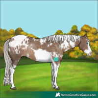 Horse Color:White Spotted Silver Brown Dun Splash Tobiano Appaloosa Rabicano