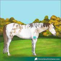 Horse Color:Buckskin Dun Sabino Splash Tobiano Near Leopard Rabicano