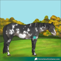 Horse Color:White Spotted Black Frame Appaloosa 