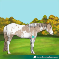 Horse Color:White Spotted Liver Red Dun Tobiano Appaloosa Rabicano