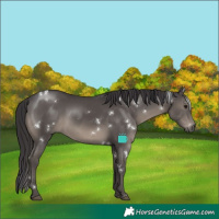 Horse Color:White Spotted Smoky Black Rabicano