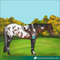 Horse Color:White Spotted Brown Appaloosa 