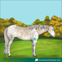Horse Color:White Spotted Silver Buckskin Dun Splash Blanket Rabicano