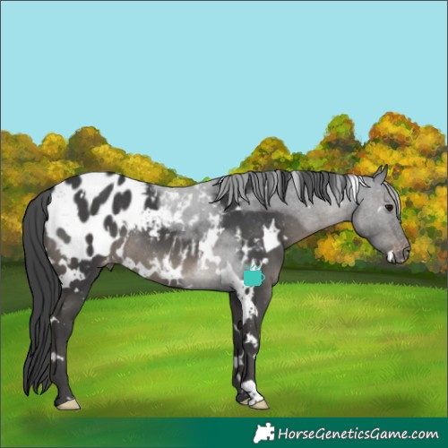 Horse Color:White Spotted Black Blanket Rabicano 