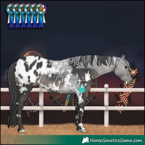 Horse Color:White Spotted Black Blanket Rabicano 