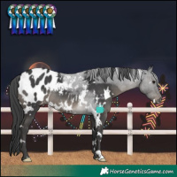 Horse Color:White Spotted Black Blanket Rabicano
