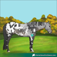 Horse Color:White Spotted Black Appaloosa Rabicano 