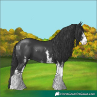 Horse Color:Black Sabino