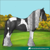 Horse Color:Black Tobiano 