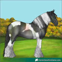 Horse Color:Black Tobiano
