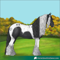 Horse Color:Black Tobiano 