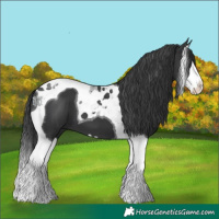 Horse Color:Black Splash Tobiano 