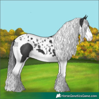 Horse Color:Black Splash Tobiano 