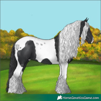 Horse Color:Black Tobiano