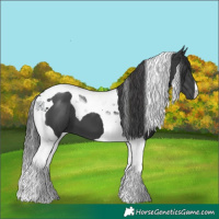 Horse Color:Black Tobiano