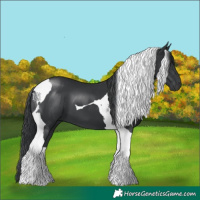 Horse Color:Black Tobiano 