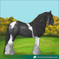 Horse Color:Black Tobiano
