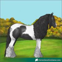 Horse Color:Black Tobiano 