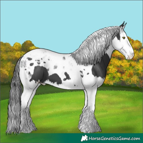 Horse Color:Black Splash Tobiano