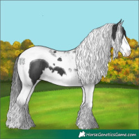 Horse Color:Black Splash Tobiano 