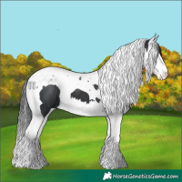 Horse Color:Black Splash Tobiano