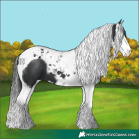 Horse Color:Black Splash Tobiano 