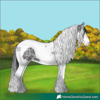 Horse Color:Black Ice Splash Tobiano 