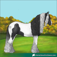 Horse Color:Black Tobiano 
