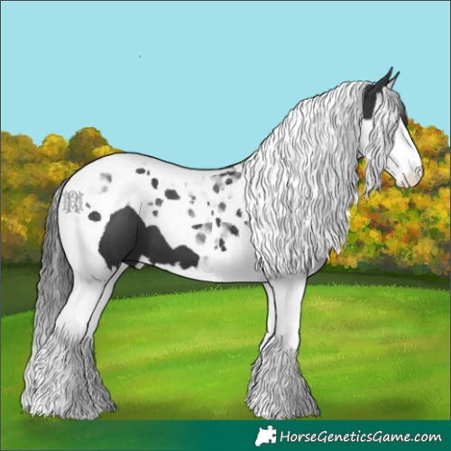 Horse Color:Black Splash Tobiano
