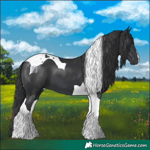 Horse Color:Black Tobiano 