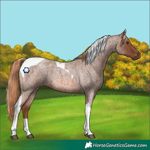 Horse Color:Red Roan Tobiano 