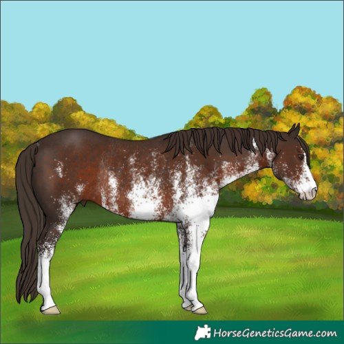 Horse Color:White Spotted Liver Chestnut Rabicano