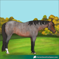 Horse Color:Brown Roan 